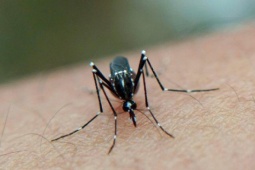 Vì sao Chikungunya dễ nhầm với sốt xuất huyết?