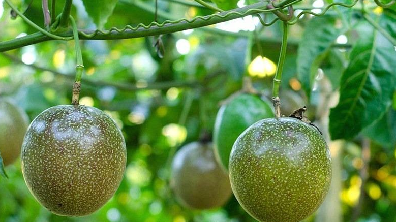 Chanh leo cũng là loại trái cây mang lại lợi nhuận cao