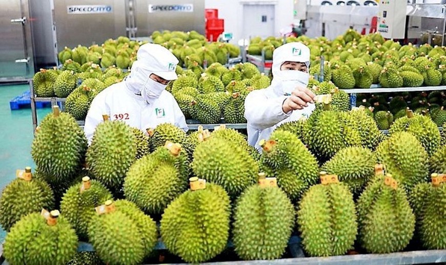 Xuất khẩu sầu riêng sang Trung Quốc thu về nhiều ngoại tệ