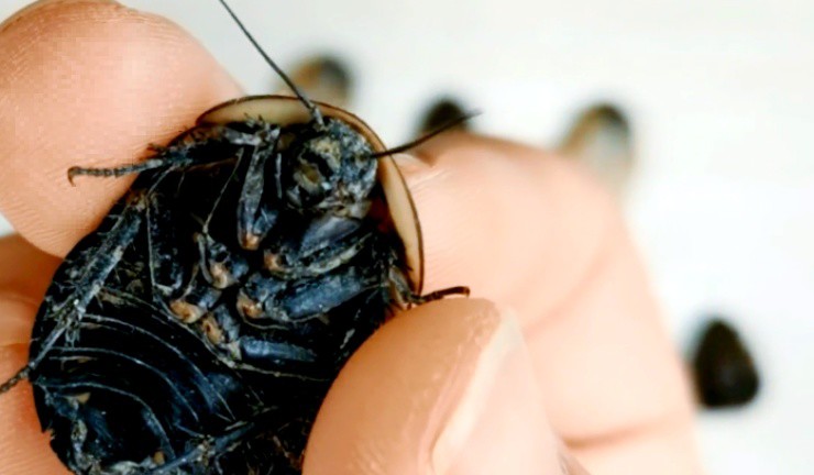 Một loài gián đang là “mỏ vàng”, ở Việt Nam giá tiền triệu/kg - 1