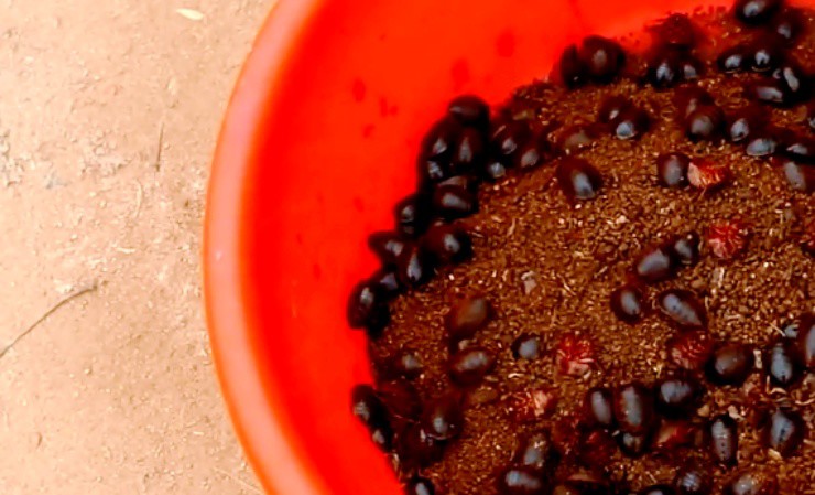 Một loài gián đang là “mỏ vàng”, ở Việt Nam giá tiền triệu/kg - 2