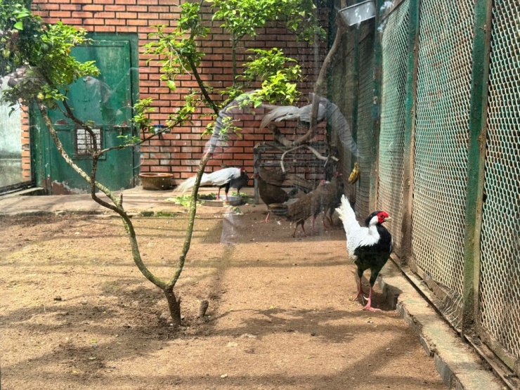 Quy định của pháp luật về gà lôi trắng - 3