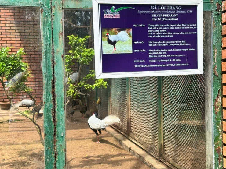 Quy định của pháp luật về gà lôi trắng - 2