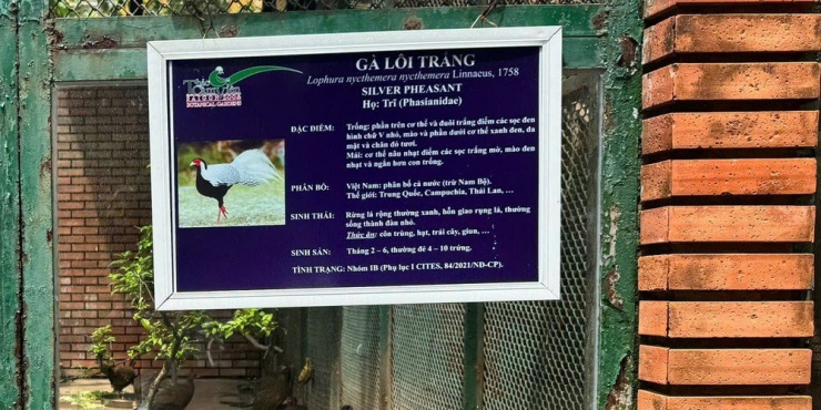 Quy định của pháp luật về gà lôi trắng - 5