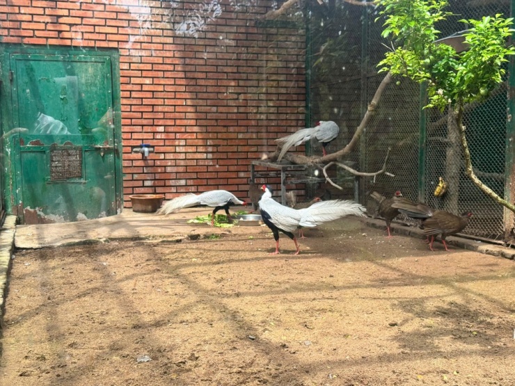 Gà lôi trắng tại Thảo Cầm Viên. Ảnh: Thảo Hiền - Trần Minh