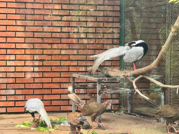 Quy định của pháp luật về gà lôi trắng - 4