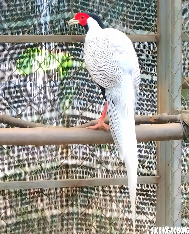 Gà lôi trắng có bộ lông vằn đen trắng, phân bố ở Việt Nam và một số nước. Loài động vật này thường sống ở rừng nguyên sinh, rừng thứ sinh từ độ cao 300m.