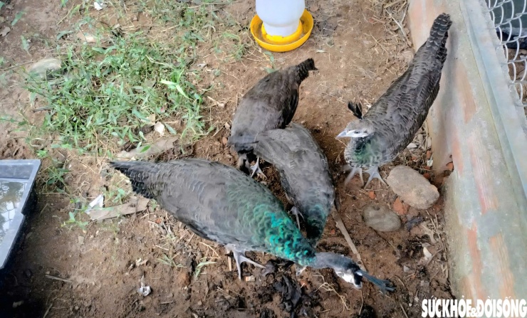 Gà lôi trắng thường ăn côn trùng, giun, hạt mầm và sinh sản từ tháng 2 đến tháng 5, thời gian ấp 25-26 ngày.