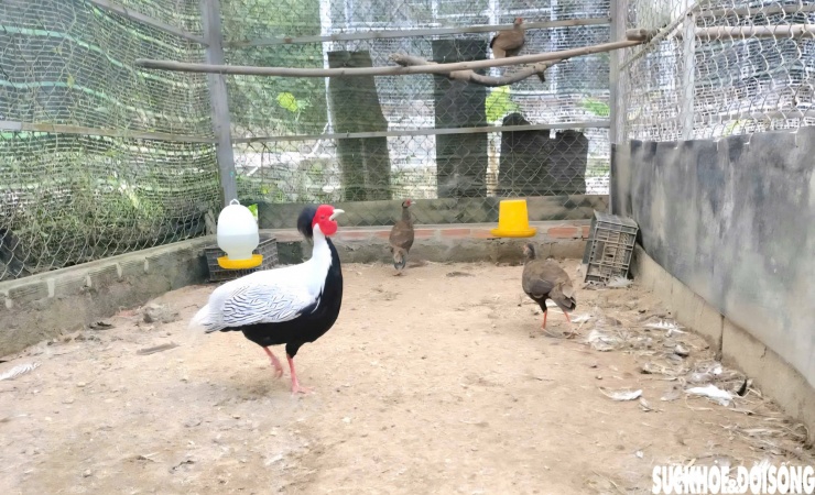 Gà lôi trắng nằm trong danh mục nguy cấp, quý hiếm.