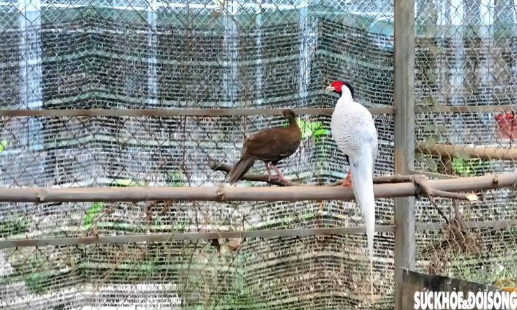Bắt đầu thực hiện từ năm 2022, đến nay Trung tâm Cứu hộ, Bảo tồn và Phát triển sinh vật nhân giống được 20 cá thể gà lôi trắng.