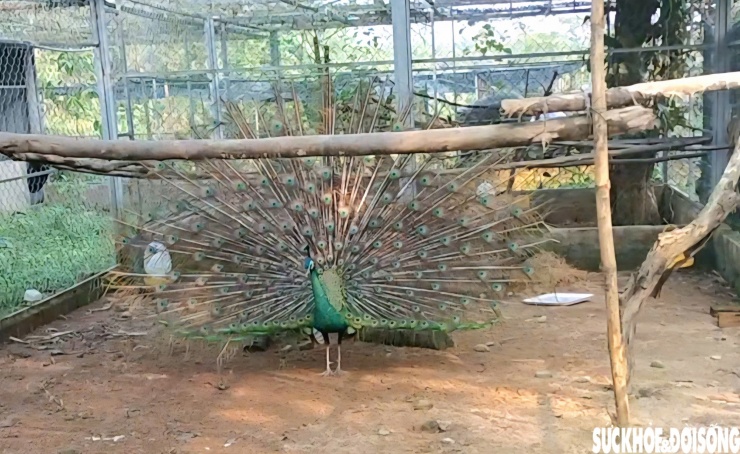 Ngoài gà lôi trắng, Trung tâm cũng nhân giống được 4 cá thể công má vàng. Đây là loài sống ở rừng thưa, ven sông suối, ăn quả, hạt, côn trùng và thuộc nhóm nguy cấp, quý hiếm.