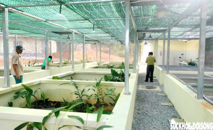 Anh Trương Văn Hậu, nhân viên Trung tâm cho biết, giai đoạn đầu việc nuôi và nhân giống gặp khó khăn do cán bộ chưa có chuyên môn sâu về loài, vừa phải vừa thực hiện vừa tham vấn kinh nghiệm từ Vườn quốc gia khác. Tuy nhiên, đến nay việc nhân giống đạt những kết quả khả quan.
