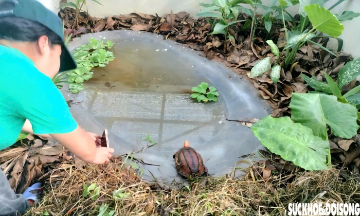 Hiện tại Trung tâm đang nuôi và nhân giống 12 cá thể rùa hộp trán vàng miền Trung. Đây là loài rùa nước ngọt có hoa văn thích nghi với môi trường lá khô và thường sống ở rừng ẩm trung du và núi.