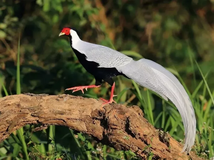 Một cá thể gà lôi trắng. Ảnh: INATURALIST