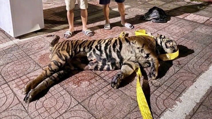 Cá thể hổ được phát hiện cất giấu trên xe khách. (Ảnh CACC)