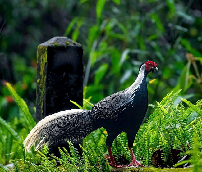 Gà lôi trắng được ghi nhận ngoài tự nhiên ở Vườn quốc gia Bạch Mã. Ảnh: Hà Vũ Linh.
