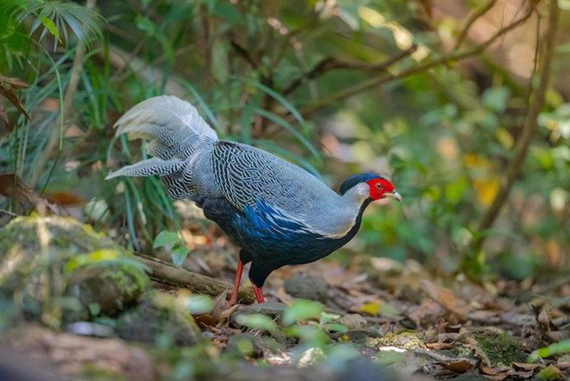 Gà lôi trắng có tên khoa học là Lophura nycthemera - thuộc danh lục 1B, pháp luật cấm săn bắt, buôn bán dưới mọi hình thức.