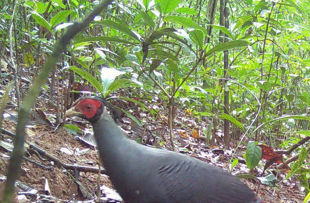 Một cá thể Gà tiền mặt đỏ (Polyplectron germaini) có bộ lông gần như đen toàn thân.