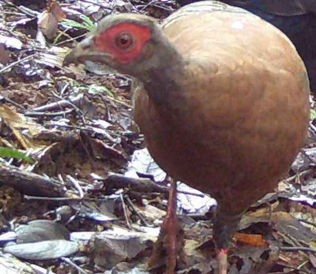 Gà tiền mặt đỏ (loại mái) trưởng thành với bộ lông dày, mượt.