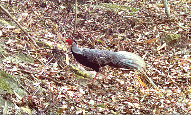 Gà tiền mặt đỏ đang trong giai đoạn trưởng thành, có bộ lông nhiều màu sắc.