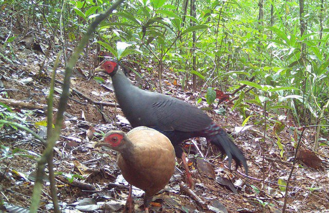 Một cặp Gà tiền mặt đỏ thường đi gần nhau trong Vườn quốc gia Chư Mom Ray.
