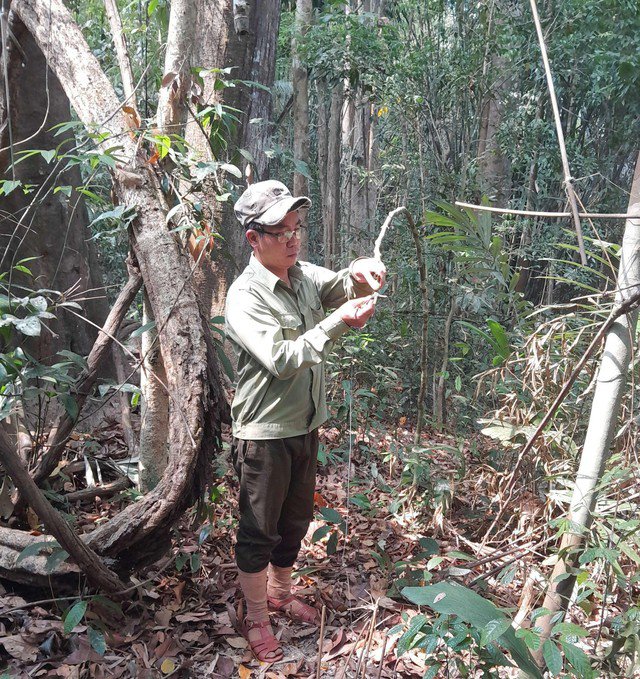 Nhân viên bảo vệ thường xuyên tuần tra, tháo gỡ bẫy nhằm bảo vệ Gà tiền mặt đỏ và các loài động vật quý hiếm khác.