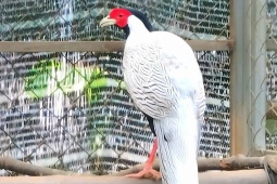 Bên trong nơi bảo tồn, nhân giống gà lôi trắng và nhiều loài động vật quý hiếm ở Huế