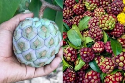 Thị trường - Tiêu dùng - “Trái ác quỷ” ngoài đời thực, nhìn gớm ghiếc mà giá hơn nửa triệu/kg