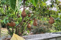 Đi săn loài ong “sát thủ” mang cả tổ về bán, nhiều người kiếm được cả triệu đồng một ngày