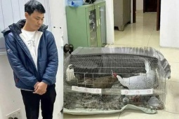 Điểm mấu chốt của vụ án người đàn ông lĩnh 6 năm tù vì nuôi, bán 13 con gà lôi trắng