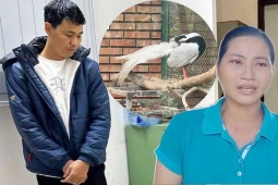 Vụ bị kết án 6 năm tù vì nuôi, bán gà lôi trắng: Chính quyền, kiểm lâm nói gì?