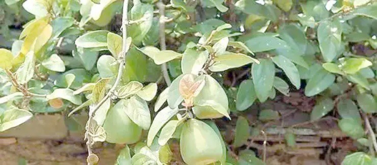 Cây mọc dại khắp Việt Nam, ở nước ngoài gần nửa triệu/kg - 1