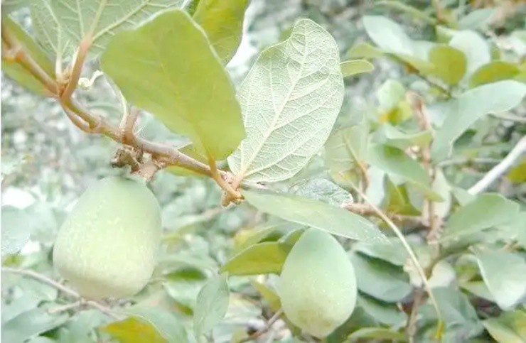 Cây mọc dại khắp Việt Nam, ở nước ngoài gần nửa triệu/kg - 2