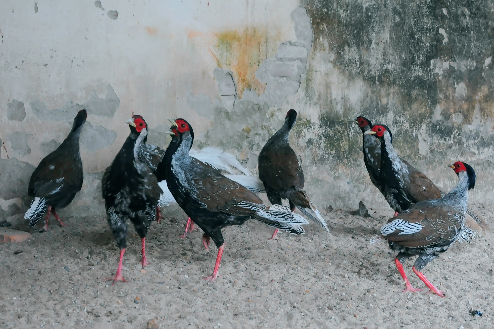 Gà lôi trắng hiện tại đã được nhiều trang trại, cá nhân xin cấp phép nuôi với quy mô lớn.