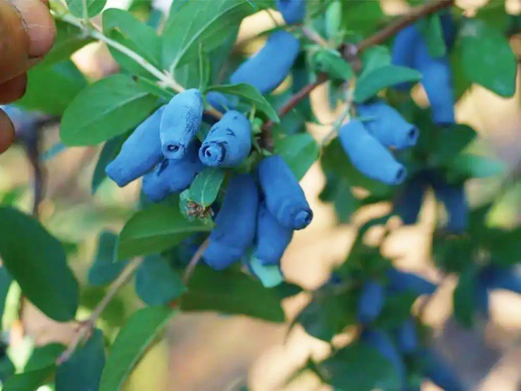 “Ngón tay quỷ” mọc trên cây, ngắt bán thu hơn nửa triệu/kg - 4