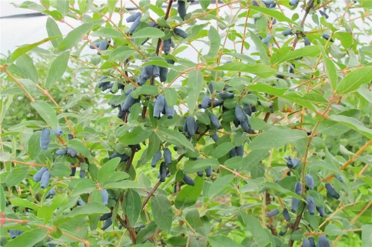 “Ngón tay quỷ” mọc trên cây, ngắt bán thu hơn nửa triệu/kg - 2