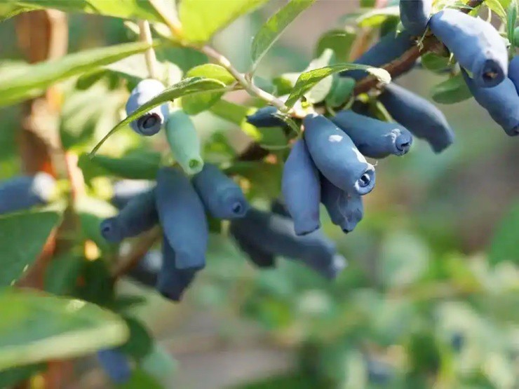 “Ngón tay quỷ” mọc trên cây, ngắt bán thu hơn nửa triệu/kg - 3