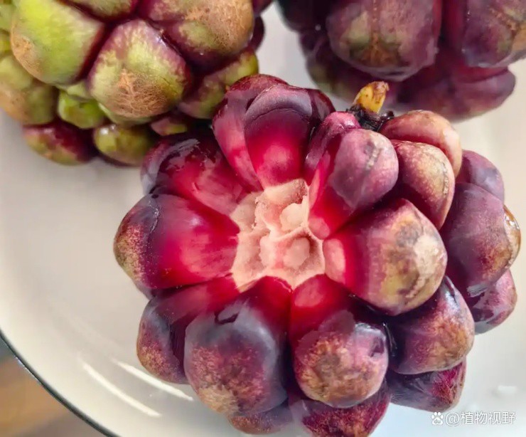 “Trái ác quỷ” ngoài đời thực, nhìn gớm ghiếc mà giá hơn nửa triệu/kg - 4