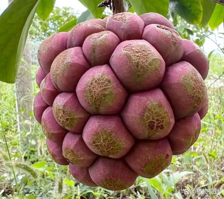 “Trái ác quỷ” ngoài đời thực, nhìn gớm ghiếc mà giá hơn nửa triệu/kg - 1