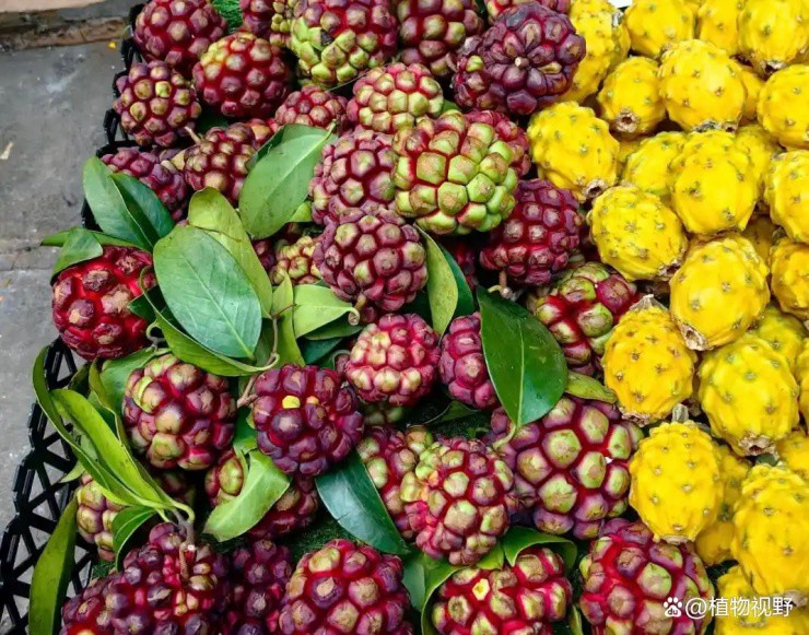 “Trái ác quỷ” ngoài đời thực, nhìn gớm ghiếc mà giá hơn nửa triệu/kg - 3