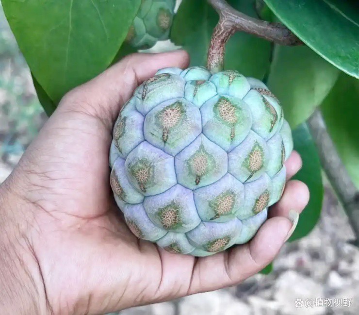 “Trái ác quỷ” ngoài đời thực, nhìn gớm ghiếc mà giá hơn nửa triệu/kg - 2