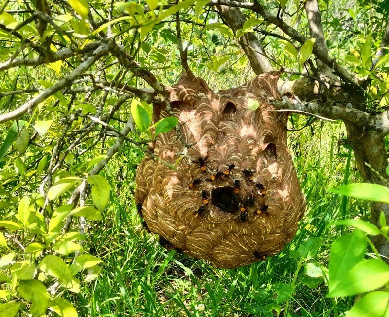 Những tổ ong vò vẽ treo trên cành cây là nỗi khiếp đảm của nhiều người vì chúng là loài hung dữ, có nọc độc nguy hiểm. (Ảnh: Tịnh Tịnh)