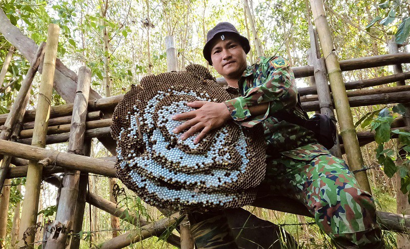Anh Thanh thu hoạch được tổ ong vò vẽ "khổng lồ" trong một lần đi rừng.
