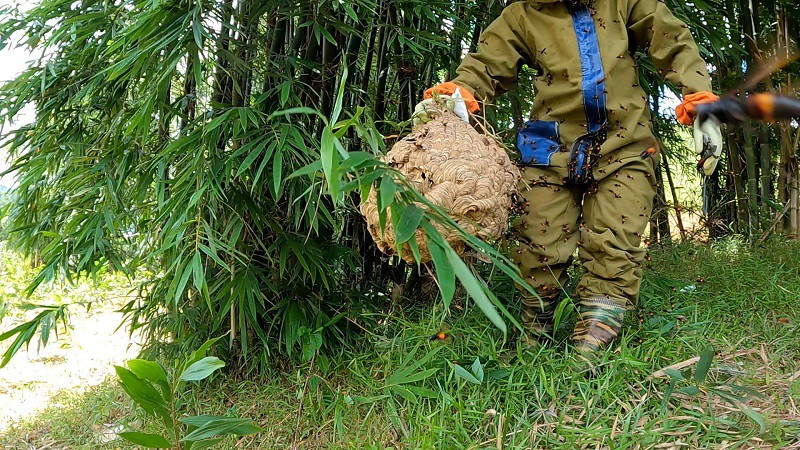 Anh Thanh khuyến cáo nên mang đầy đủ quần áo bảo hộ trước khi cắt ong vò vẽ. (Ảnh: Hà Xuân Thanh)