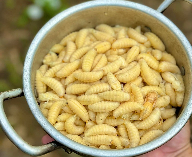 Nhộng ong vò vẽ được nhiều người lùng mua về ăn với giá lên tới 500 nghìn đồng/kg. (Ảnh: Hà Xuân Thanh)