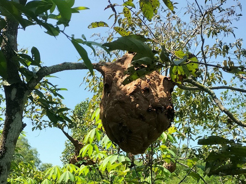 Loài ong này thường làm tổ lộ thiên ở cành cây, bụi cây trên rừng, thậm chí ngay tại vườn nhà. (Ảnh: Tịnh Tịnh)