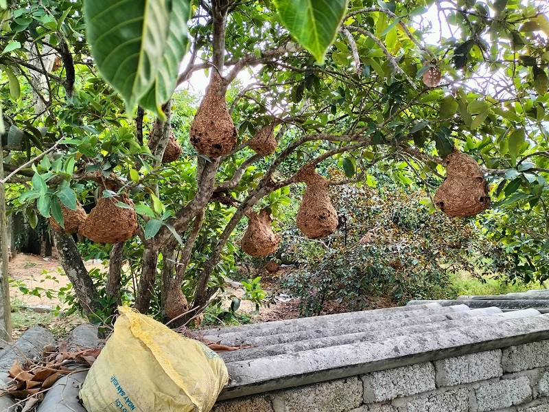 Những tổ ong vò vẽ nhỏ, chưa thu hoạch được, anh Tịnh mang về treo tại vườn nhà để nuôi. (Ảnh: Tịnh Tịnh)