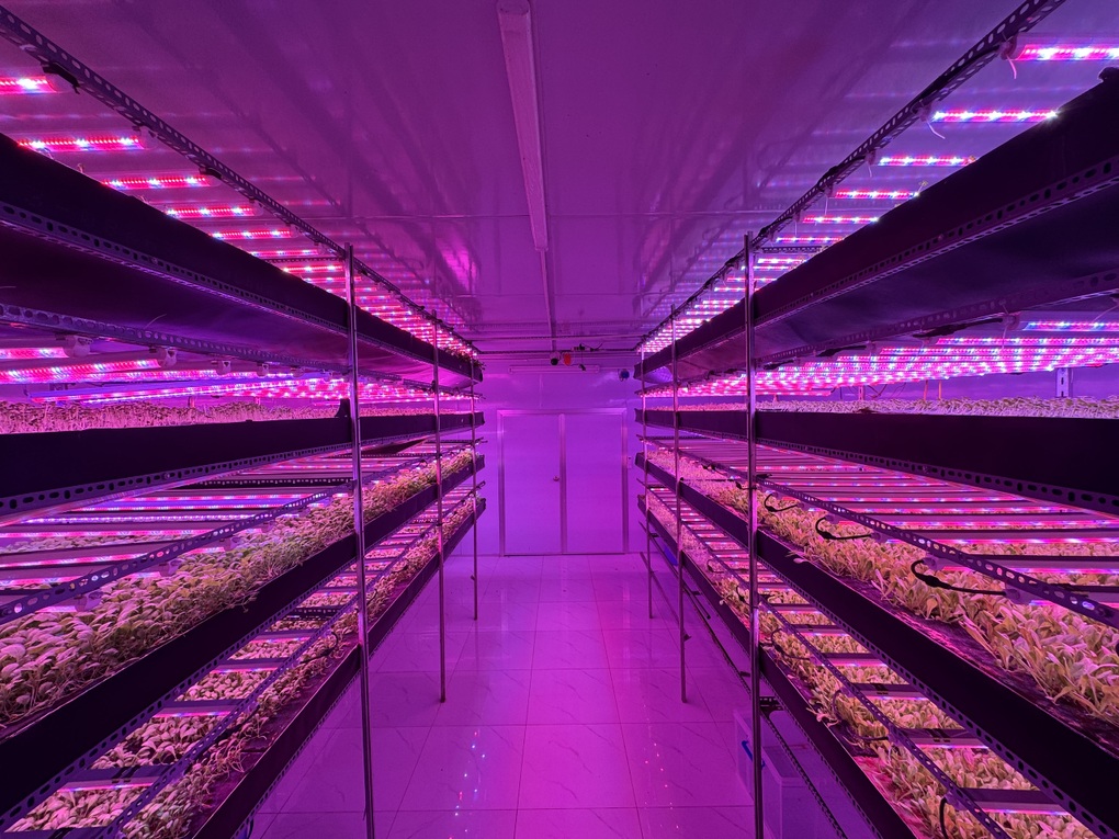 Phòng trồng rau của Havy Indoor Farm tại Hà Nội