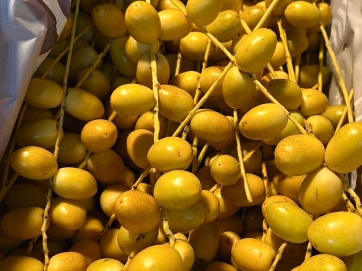 Chà là Thái Lan tươi năm nay có chất lượng tốt do điều kiện thời tiết thuận lợi.