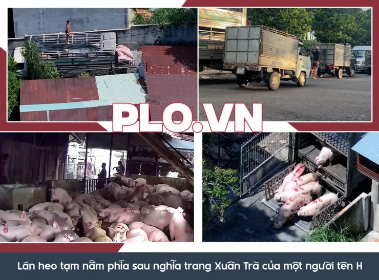 Ớn lạnh lò mổ heo '4 không' - Bài 3: Heo lậu đến từ đâu và đi về đâu? - 2